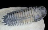 Crotalocephalina Trilobite - Foum Zguid, Morocco #45596-1